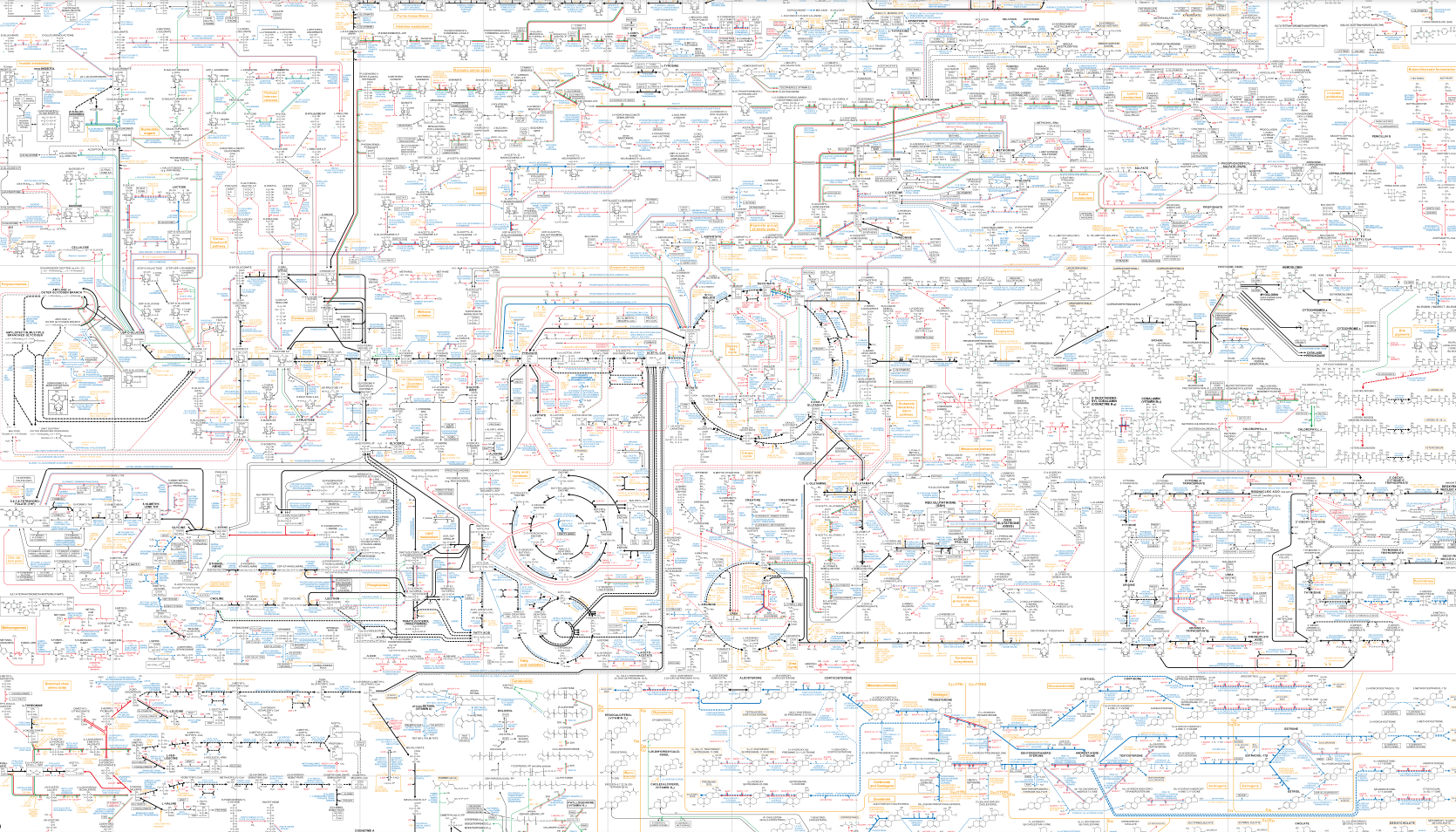 Screenshot of metabolic
pathways, with complicated lines and colours in the tiniest print